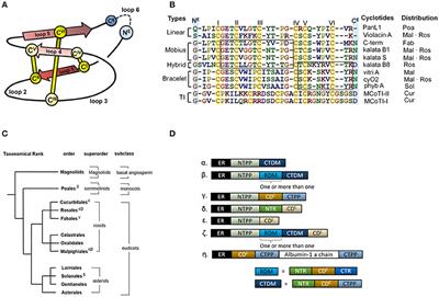 Cyclotide Evolution: Insights from the Analyses of Their Precursor Sequences, Structures and Distribution in Violets (Viola)